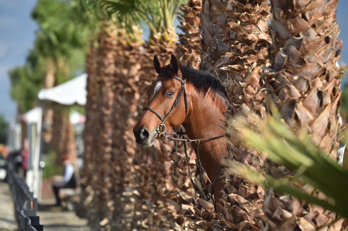 Thermal Horse Park