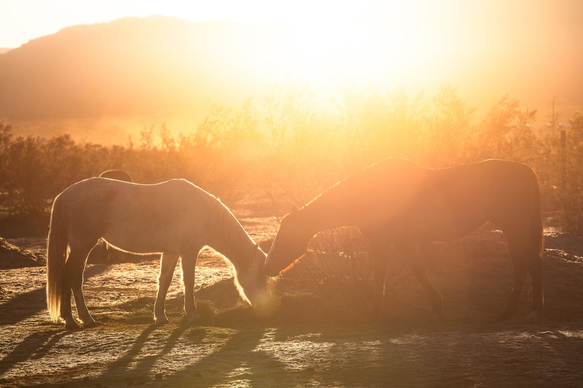 Two horses at sunrise in Cascade Trails Mustang Sanctuary in Joshua Tree, California