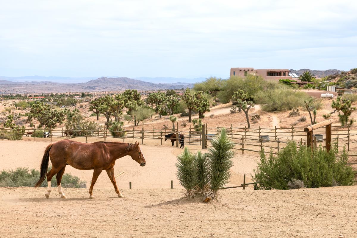 A horse roams the paddock at Knob Hill Ranch in Yucca Valley, California
