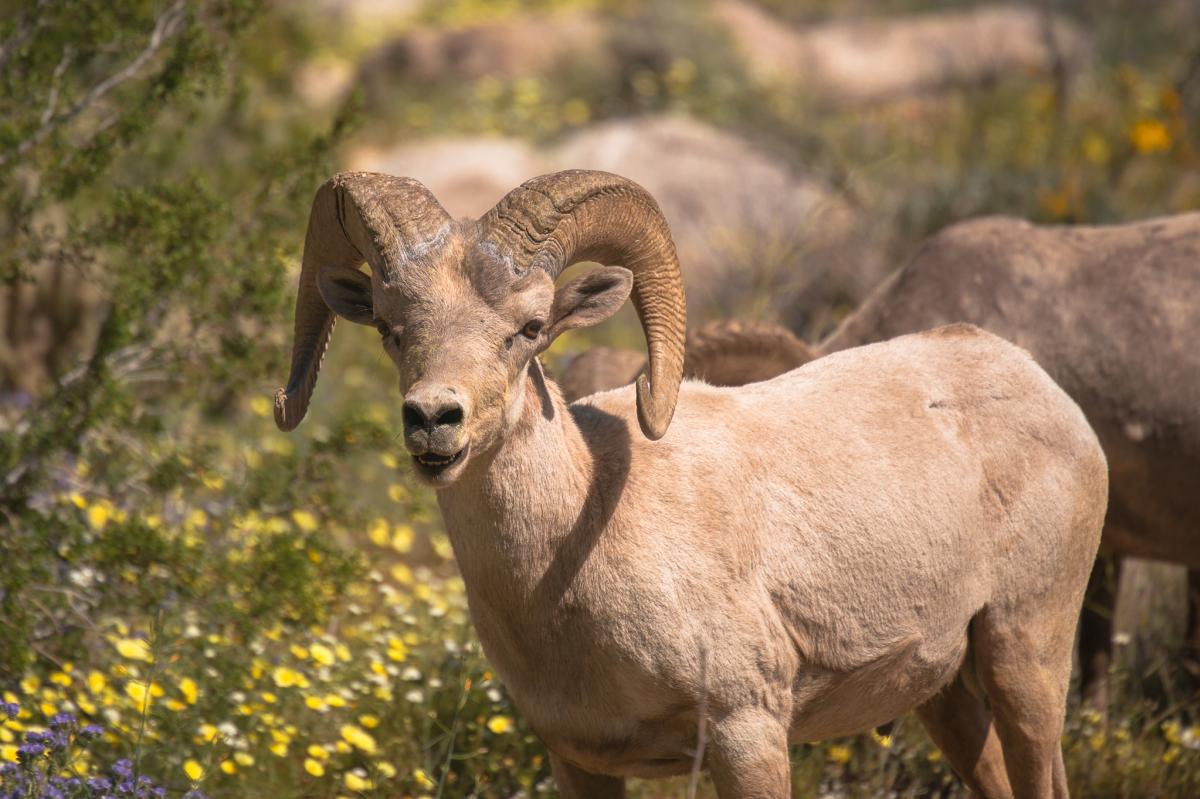 A bighorn sheep in Borrego Palm Canyon in Anza-Borrego Desert State Park
