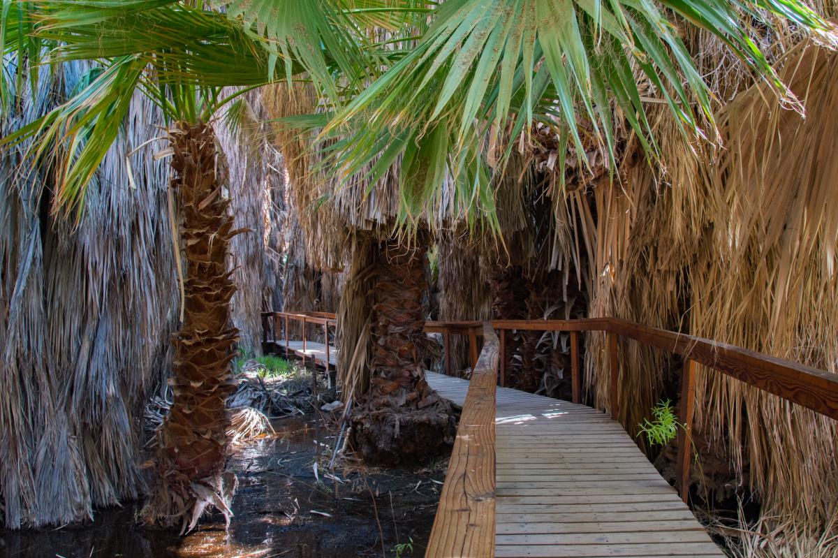 Thousand Palms Oasis Preserve