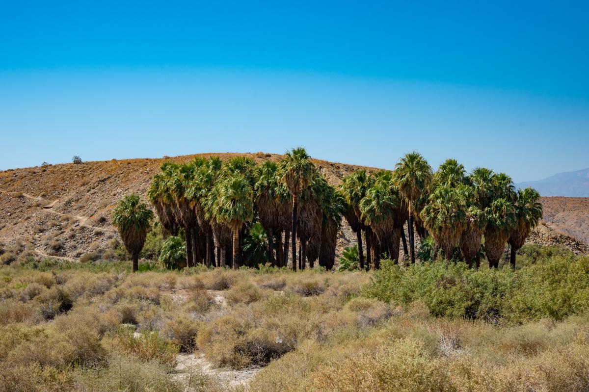Coachella Valley Preserve