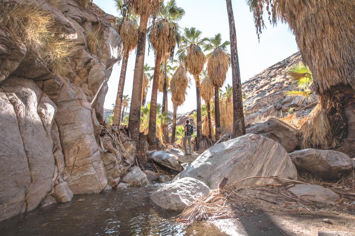 A hiker on the Andreas Canyon Trail in Indian Canyons in Palm Springs