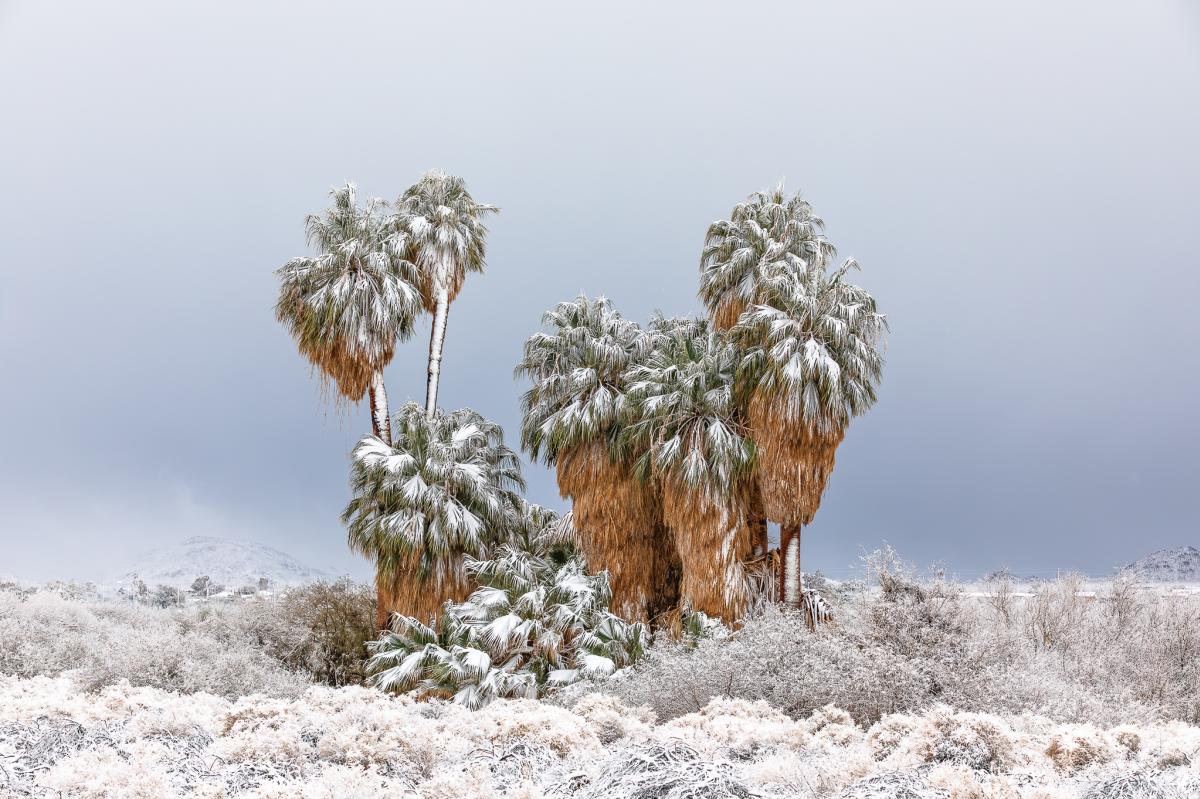 The Oasis of Mara Covered In Snow in Joshua Tree National Park