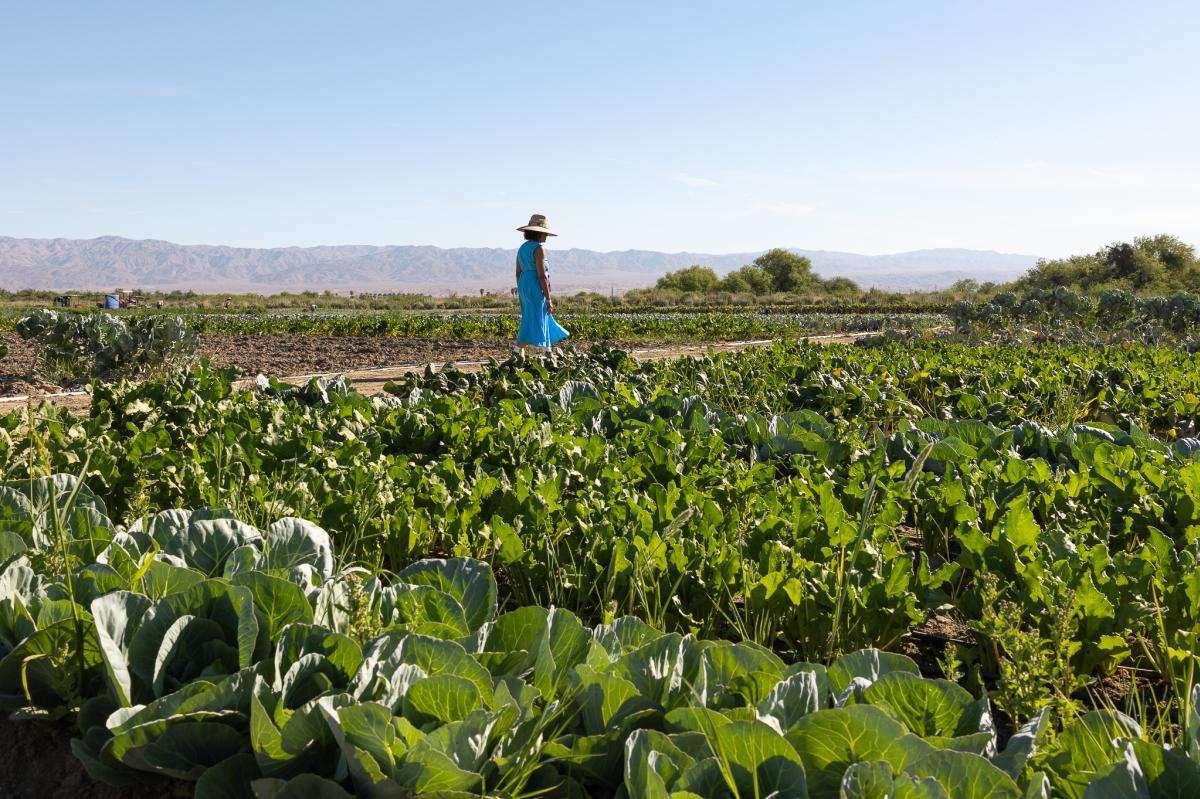 A visitor takes a tour at Temalpakh Farm in Coachella, California