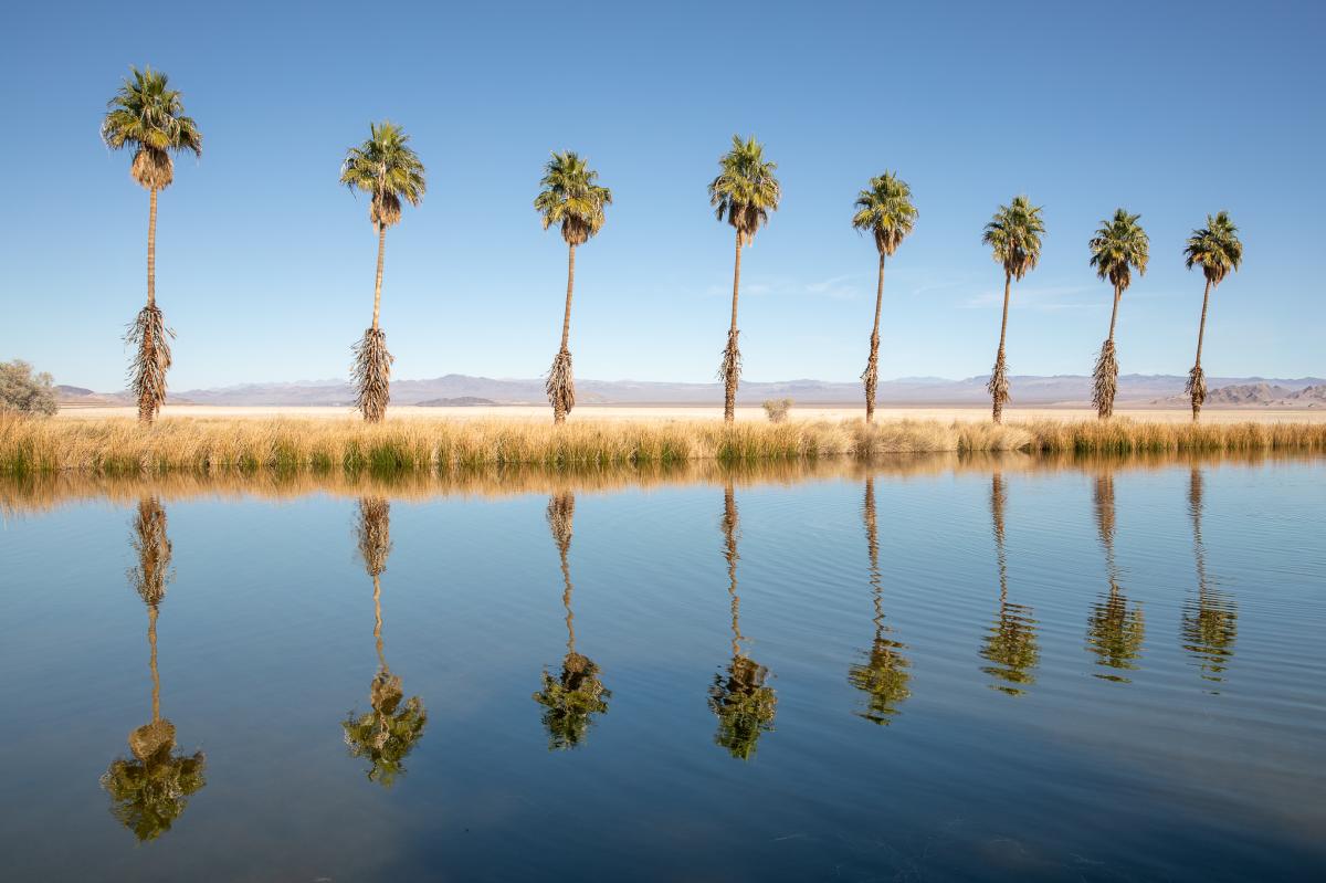 Zzyzx Oasis Palm Trees in Mojave National Preserve