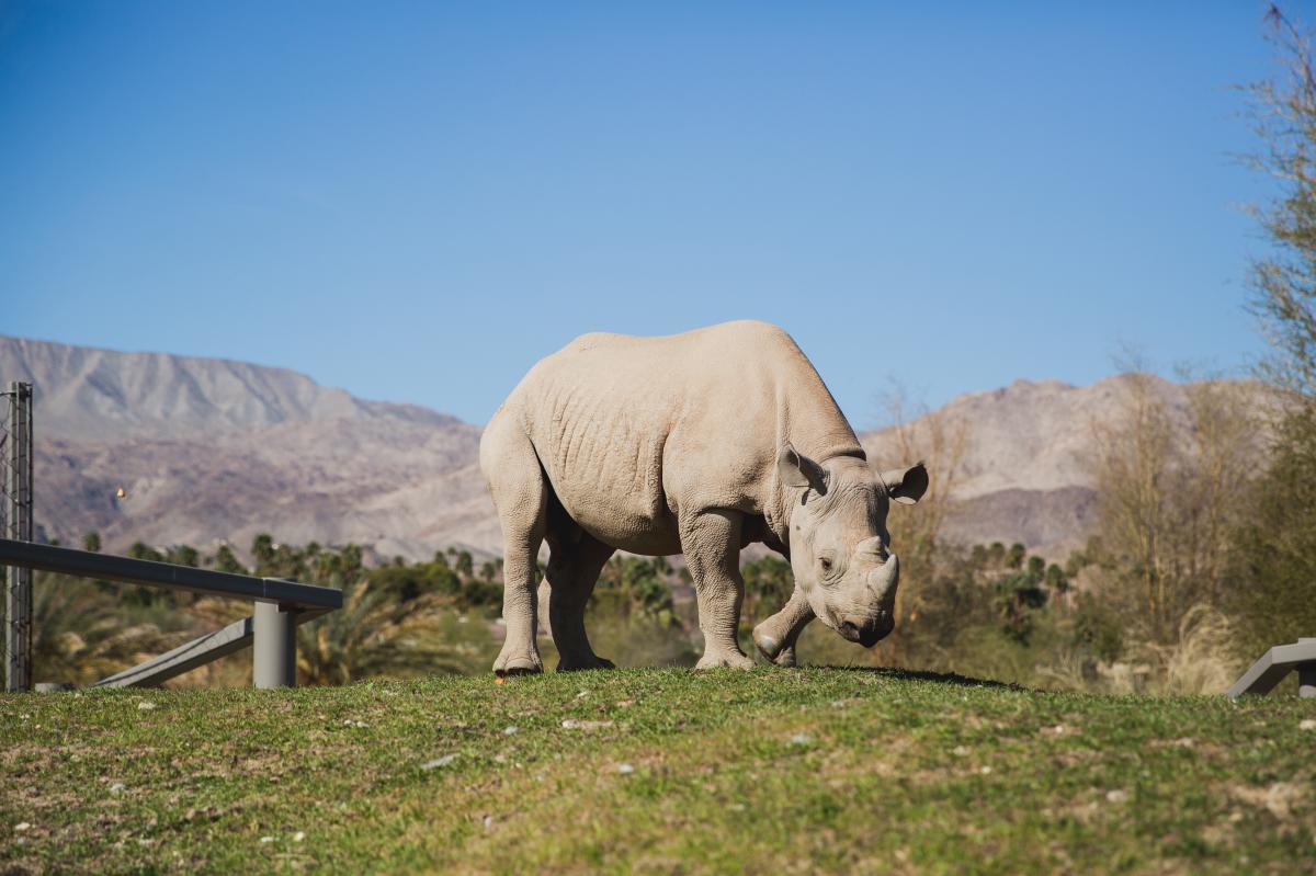 The Living Desert Zoo & Gardens