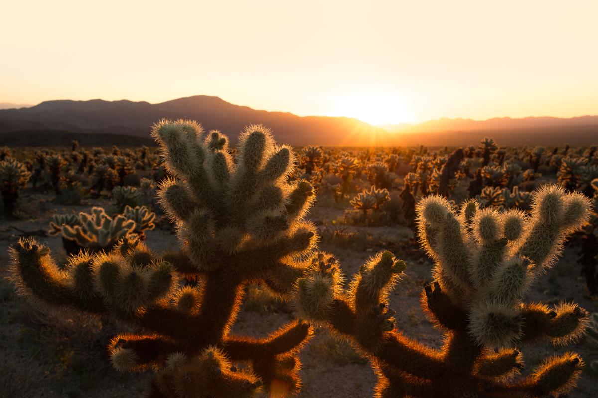 Cholla Cactus Garden in Joshua Tree National Park (photo: Elisabeth Brentano)