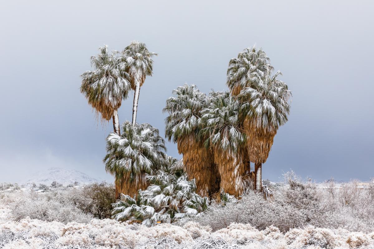 Oasis of Mara in Joshua Tree National Park with snow (photo: Elisabeth Brentano)