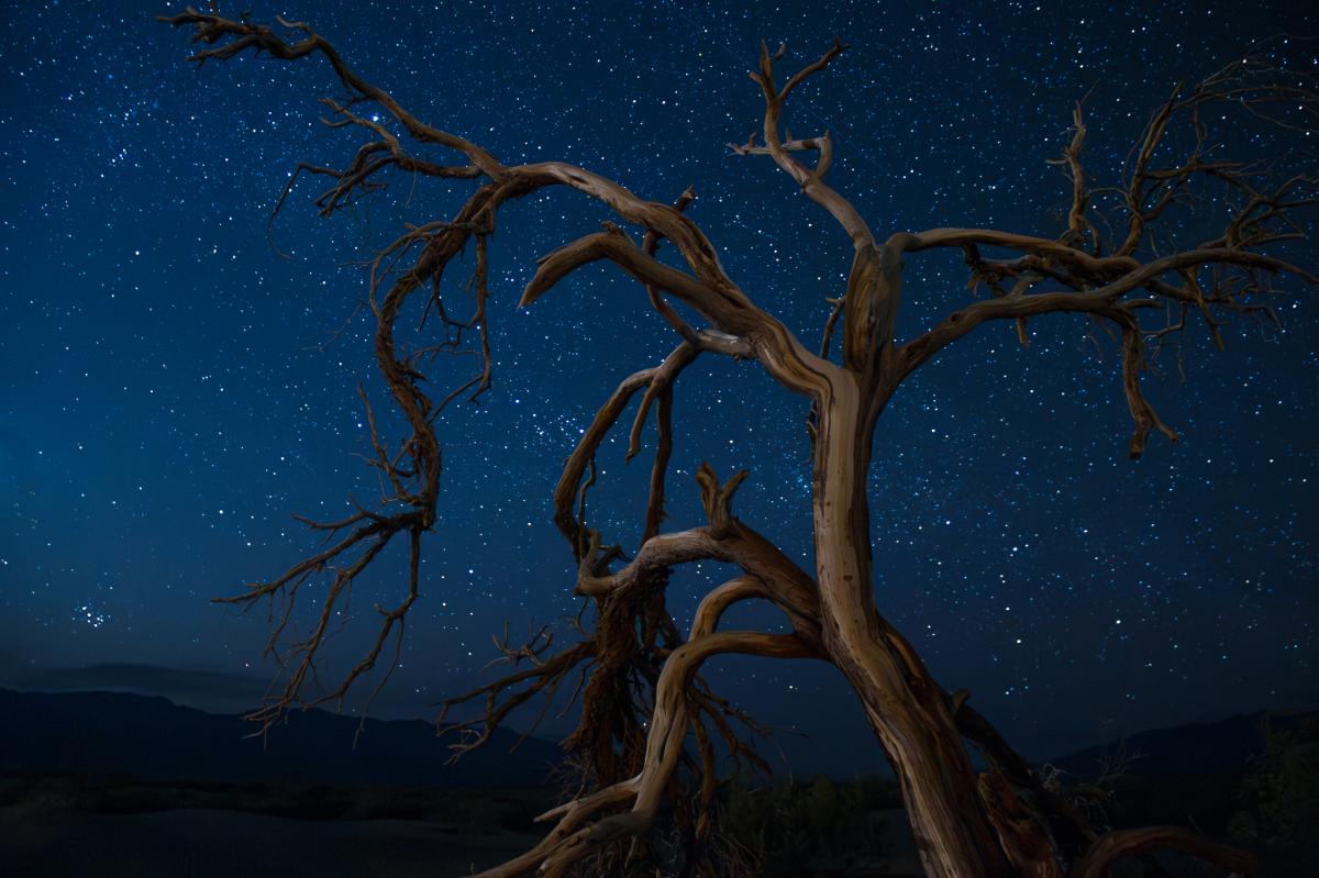 Starry night sky and dead tree in Death Valley National Park in California