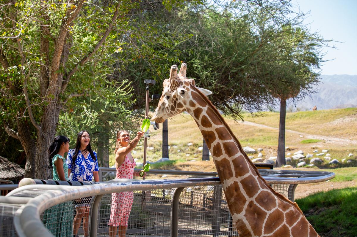 Feeding a giraffe at The Living Desert Zoo and Gardens, Palm Desert