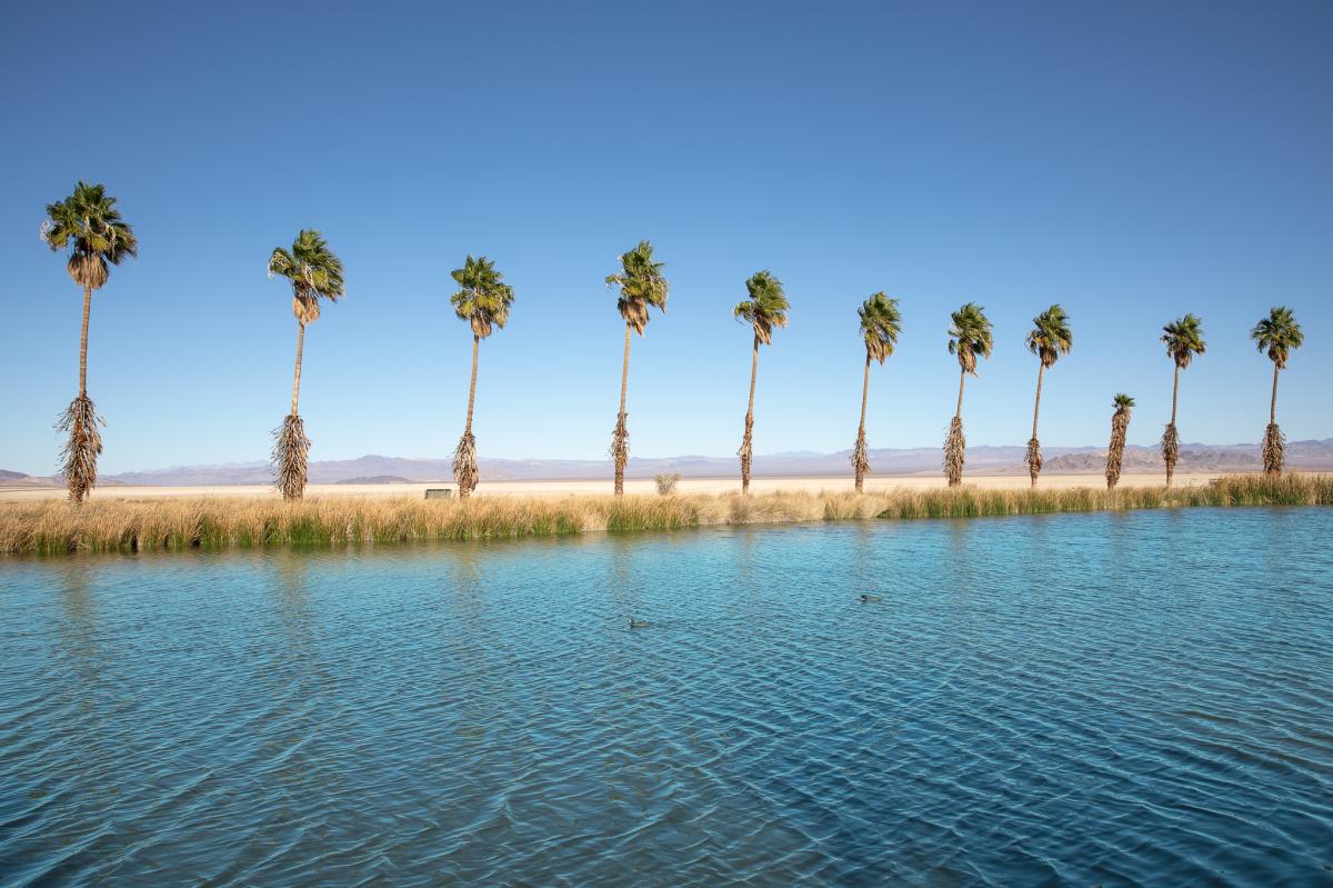 Palm trees along the water at Lake Tuendae in the Mojave National Preserve