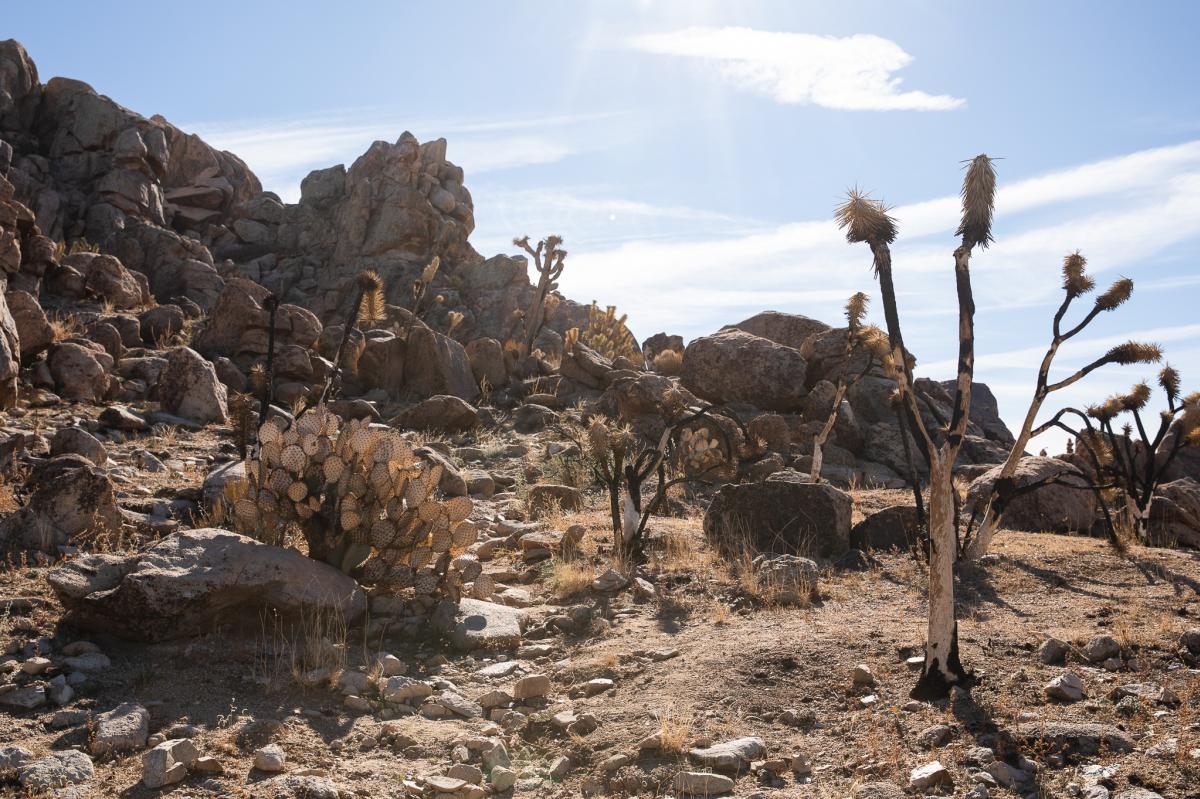 The view near the top of the Teutonia Peak Trail in the Mojave National Preserve