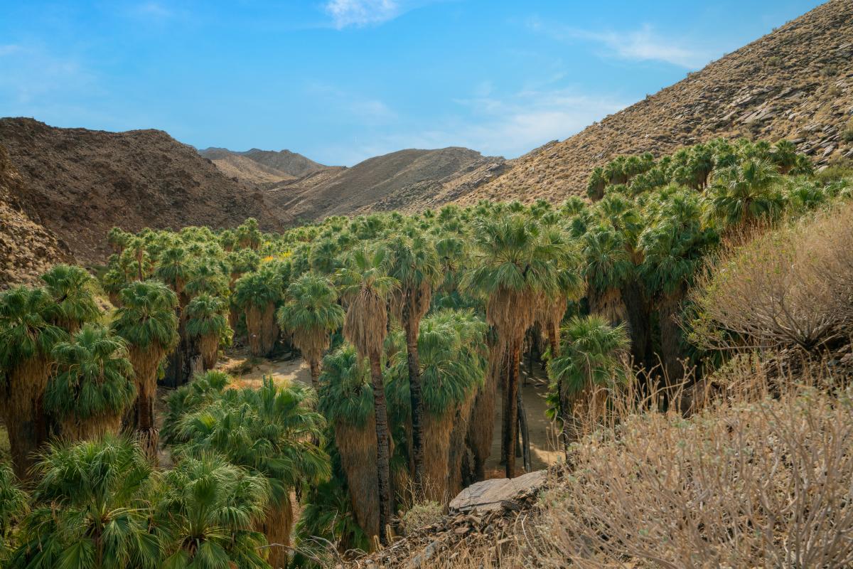 Palm Tree Oasis