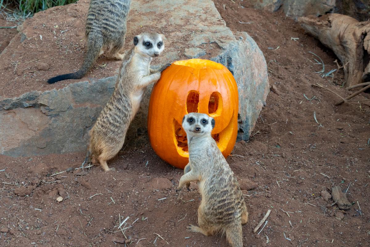 The Living Desert_Howl O Ween