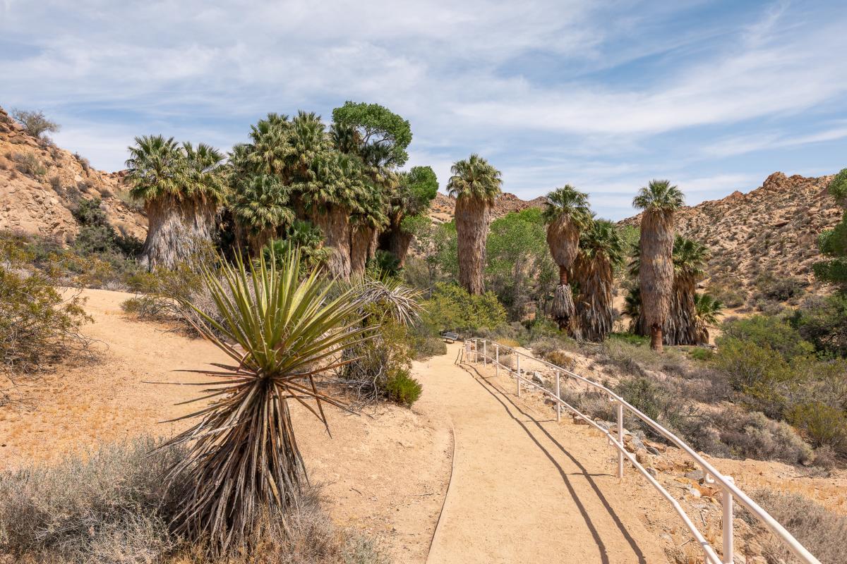 Palm trees on the Cottonwood Spring Trail in Joshua Tree National Park