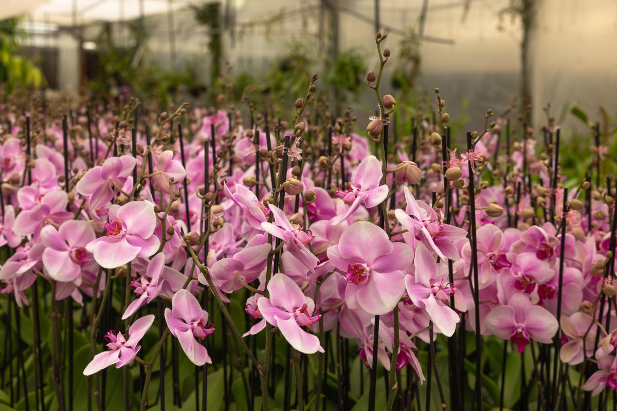 Flowers at Gubler Orchids in Landers, California