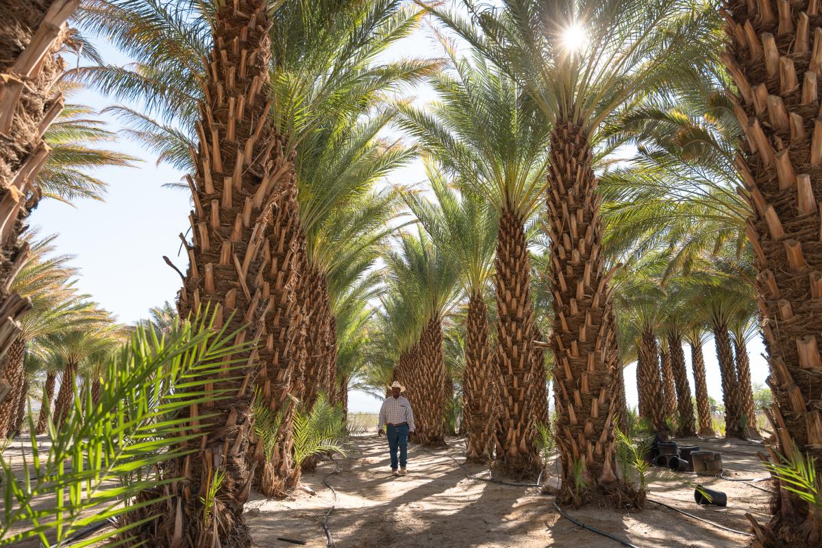 Owner and farmer Sam Cobb walks through date palms at Sam Cobb Farms in Desert Hot Springs, California