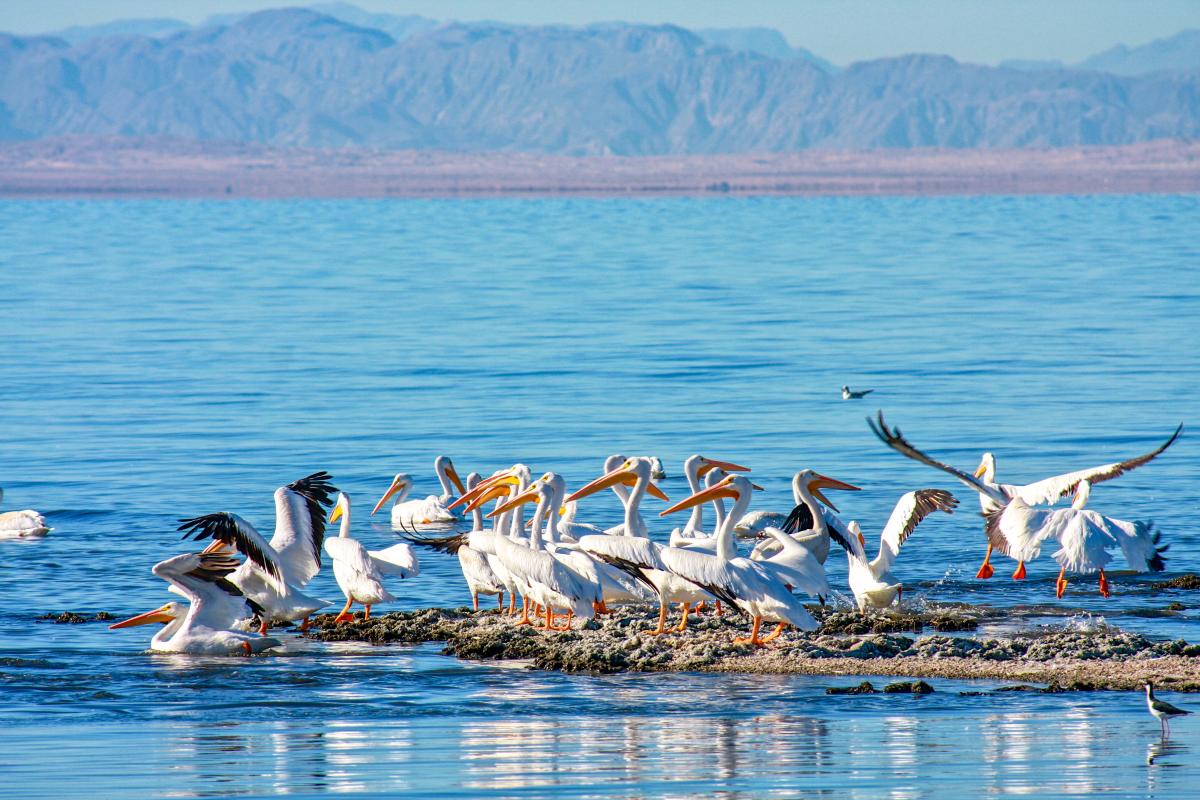 pelicans