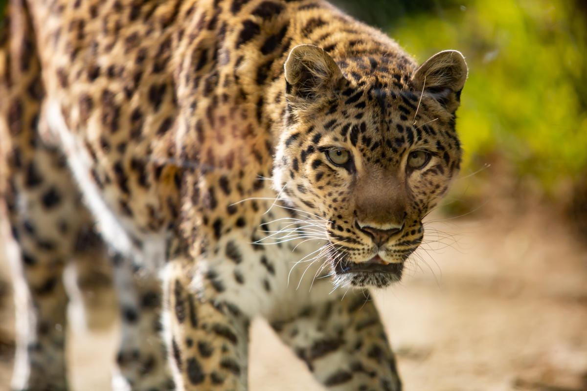 The Living Desert Zoo & Gardens, leopard