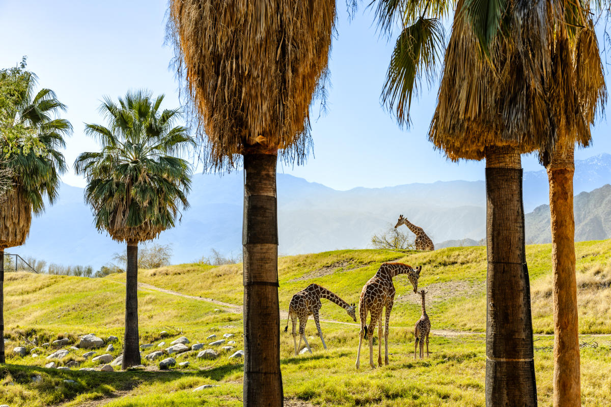The Living Desert Zoo and Gardens