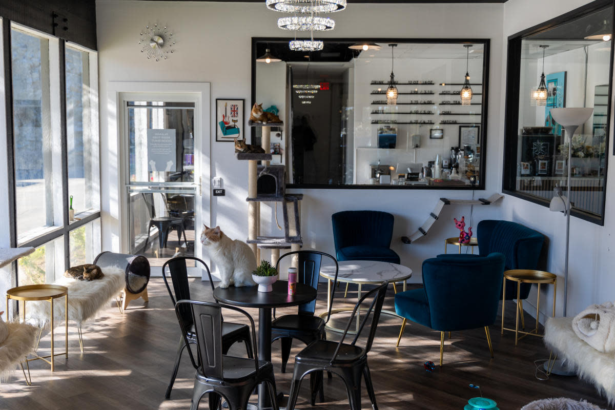 Frisky Business Cat Cafe