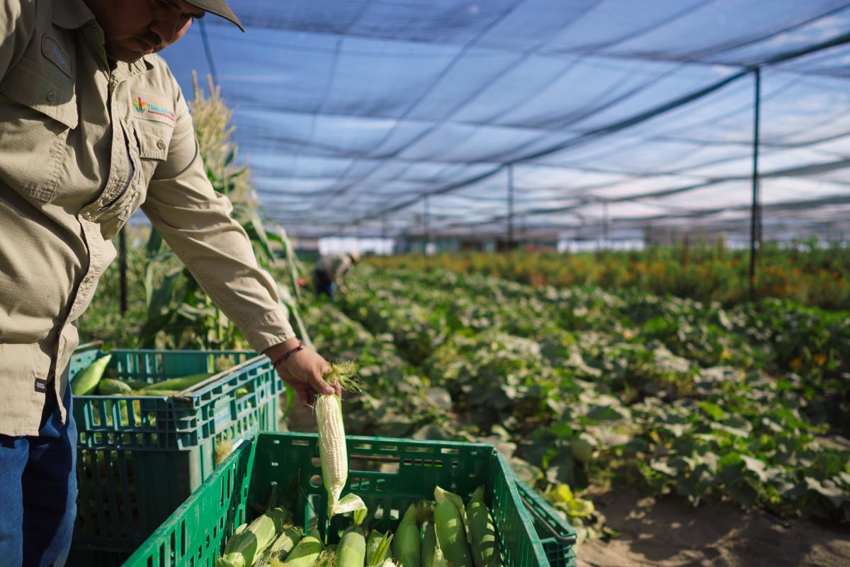 GPS23_Coachella_Agriculture_Temalpakh_Farms_001