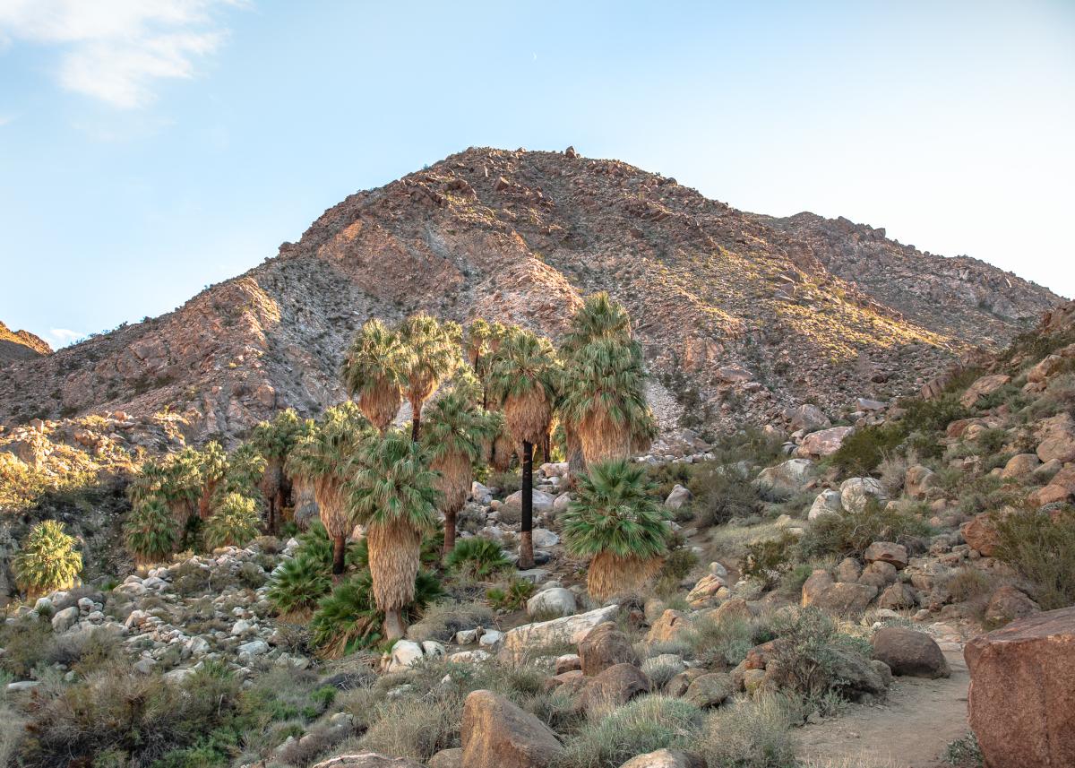49 Palms Oasis Trail in Joshua Tree National Park in Twentynine Palms, California