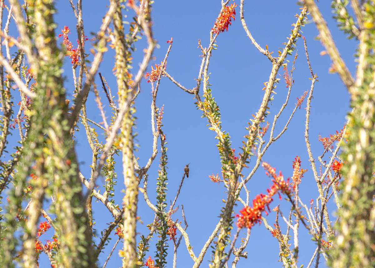 Hummingbird on ocotillo plant in the gardens at the Living Desert Zoo and Gardens in Palm Desert, California