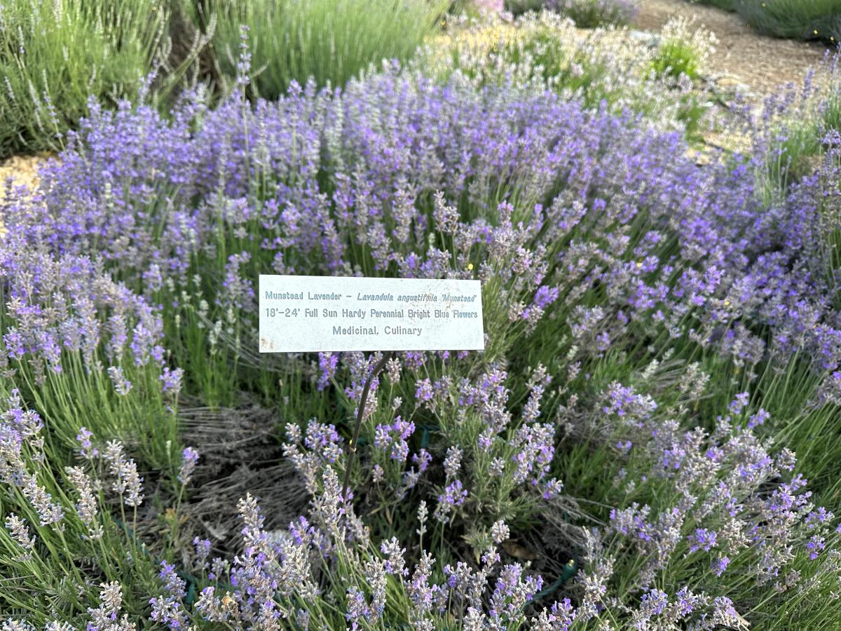Lavender Festival
