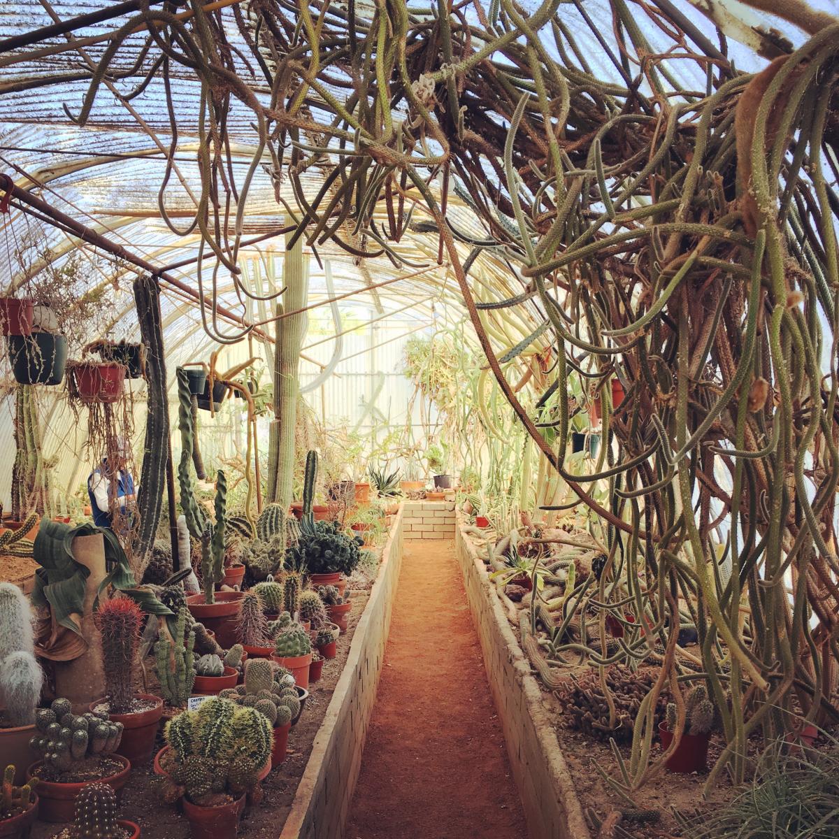 Moorten Botanical Garden Palm Springs | Historic Desert Oasis
