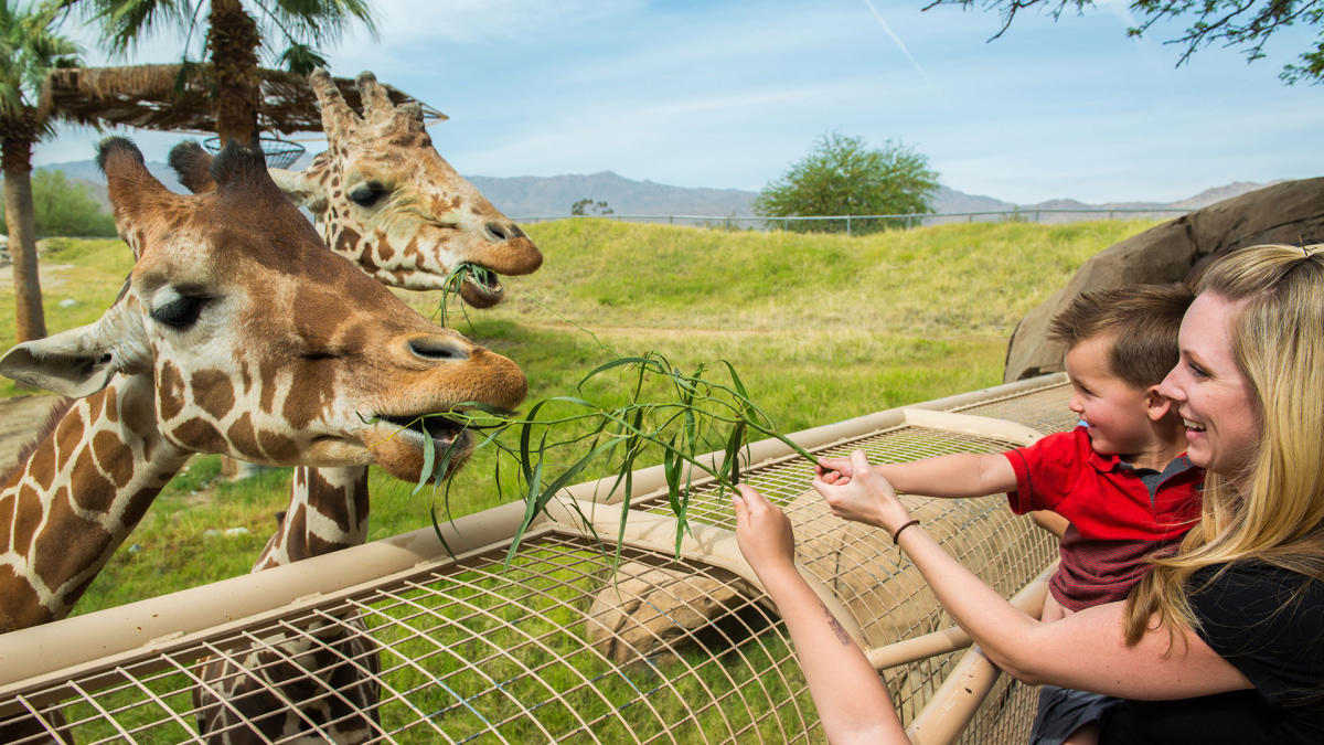 Discover Things to Do in Palm Desert