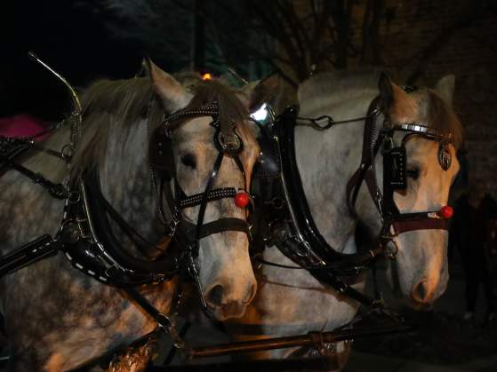 Fountain Inn Carriage Rides