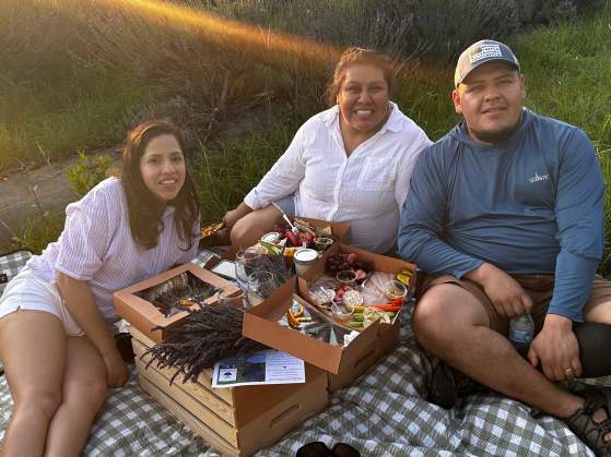 Sunset Picnic at Lavender Farm During Peak Blooming Season