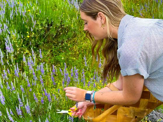Pick Fresh, Organically-Grown Lavender Bouquets