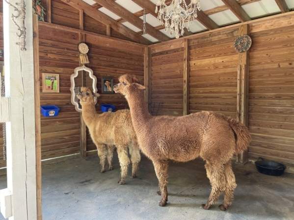 Alpace Wine Experience