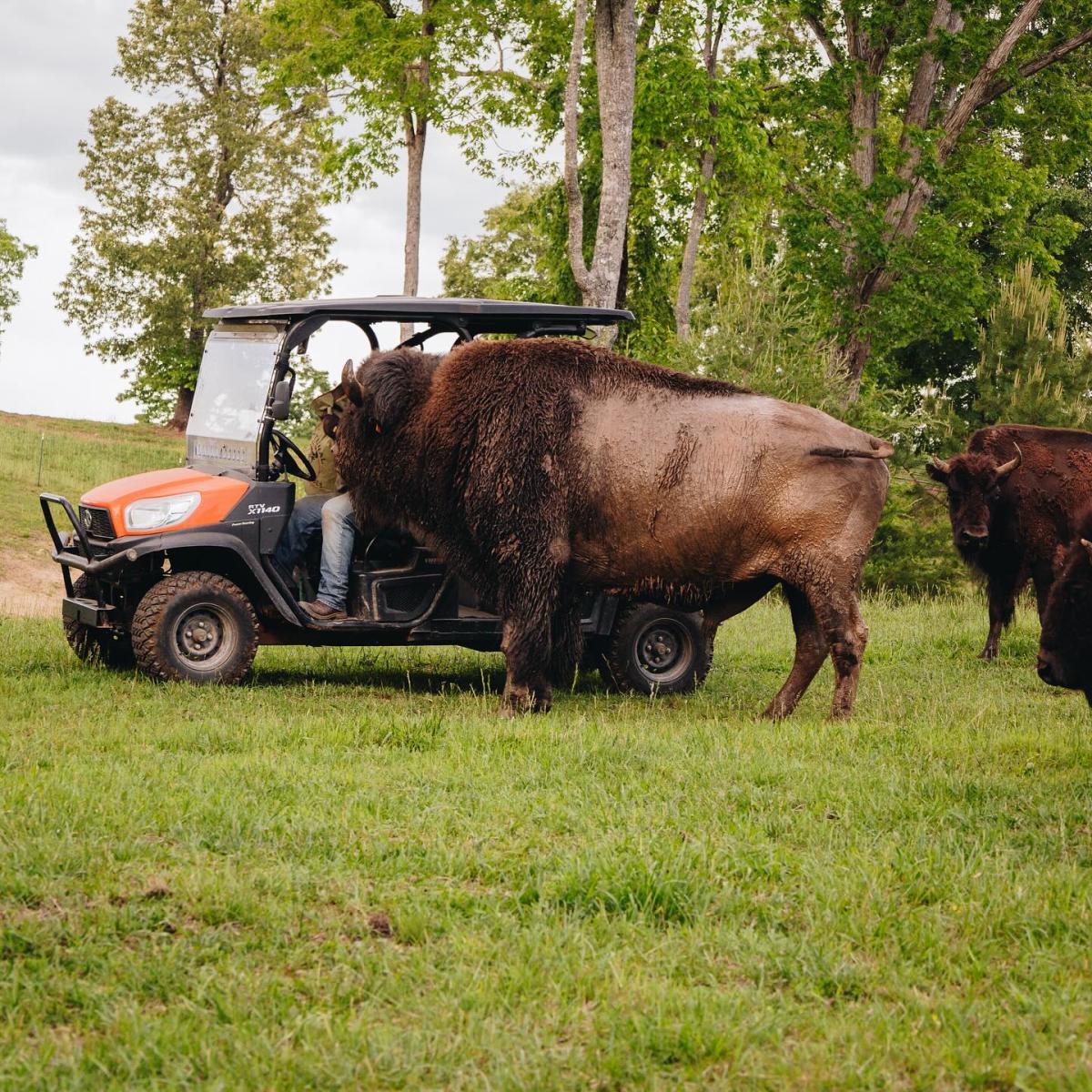 Private Tour at Big Balls Bison Ranch