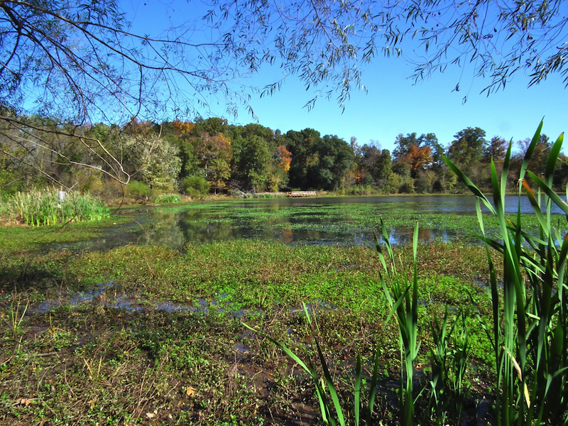 Lake Conestee Nature Park Loop