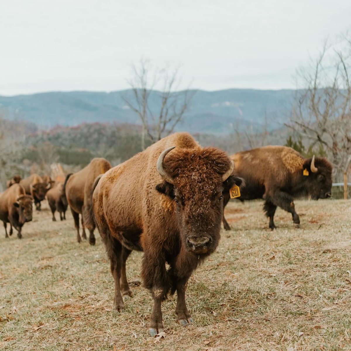 Big Balls Ranch