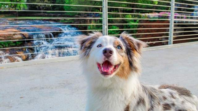 Dog pants on Liberty Bridge