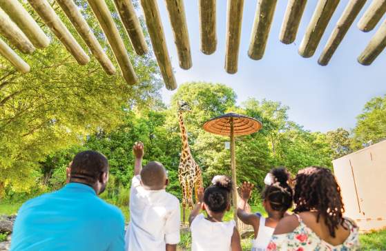 This open-air experience is all about family, and you'll get to know Greenville's animal family quite well by the end of your tour: Whether it's Siamang monkey mates Oscar and Ella, who became the proud parents of a baby boy, Arthur, Jr., in January 2017, or our Masai giraffe family: Autumn, Miles, and new baby girl Kiden! (Born January 2018) Did you know any one of the zoo's three Aldabra tortoises can live to be 100? The lone male tortoise, Bubba, loves to get his neck scratched!