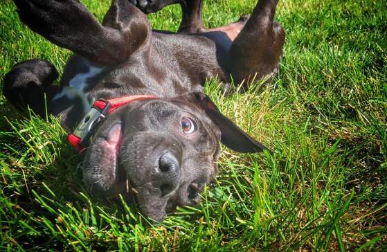 Cody the Silly Dog