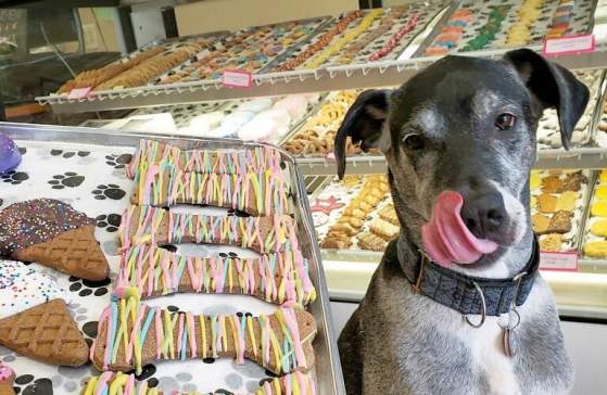 Dog licking their lips at The Barkery Bistro Bakery