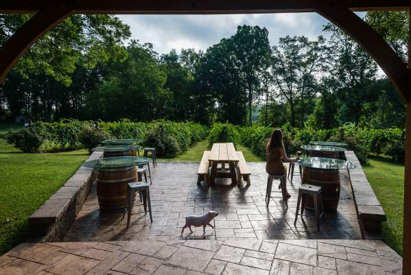 A girl sips wine while Pinot the Pig prances by at City Scape Winery in Greenville County, South Carolina.