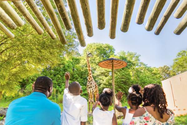 This open-air experience is all about family, and you'll get to know Greenville's animal family quite well by the end of your tour: Whether it's Siamang monkey mates Oscar and Ella, who became the proud parents of a baby boy, Arthur, Jr., in January 2017, or our Masai giraffe family: Autumn, Miles, and new baby girl Kiden! (Born January 2018) Did you know any one of the zoo's three Aldabra tortoises can live to be 100? The lone male tortoise, Bubba, loves to get his neck scratched!