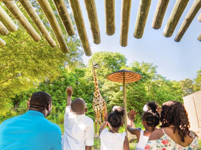 This open-air experience is all about family, and you'll get to know Greenville's animal family quite well by the end of your tour: Whether it's Siamang monkey mates Oscar and Ella, who became the proud parents of a baby boy, Arthur, Jr., in January 2017, or our Masai giraffe family: Autumn, Miles, and new baby girl Kiden! (Born January 2018) Did you know any one of the zoo's three Aldabra tortoises can live to be 100? The lone male tortoise, Bubba, loves to get his neck scratched!