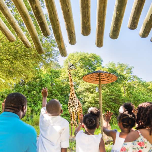 This open-air experience is all about family, and you'll get to know Greenville's animal family quite well by the end of your tour: Whether it's Siamang monkey mates Oscar and Ella, who became the proud parents of a baby boy, Arthur, Jr., in January 2017, or our Masai giraffe family: Autumn, Miles, and new baby girl Kiden! (Born January 2018) Did you know any one of the zoo's three Aldabra tortoises can live to be 100? The lone male tortoise, Bubba, loves to get his neck scratched!