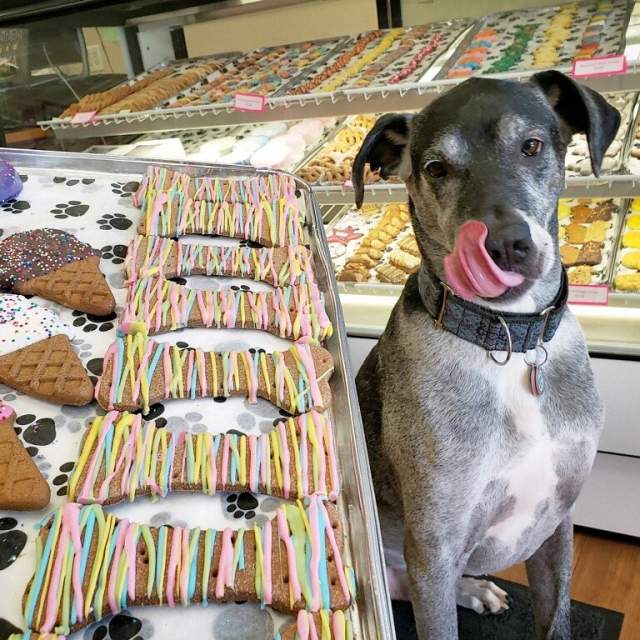 Dog licking their lips at The Barkery Bistro Bakery