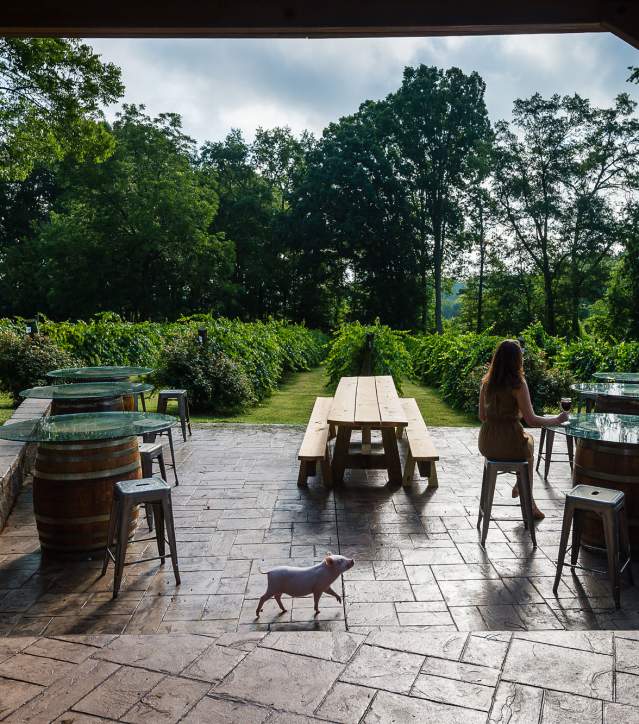 A girl sips wine while Pinot the Pig prances by at City Scape Winery in Greenville County, South Carolina.