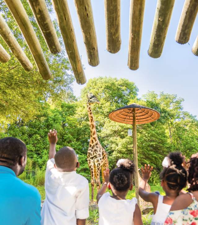 This open-air experience is all about family, and you'll get to know Greenville's animal family quite well by the end of your tour: Whether it's Siamang monkey mates Oscar and Ella, who became the proud parents of a baby boy, Arthur, Jr., in January 2017, or our Masai giraffe family: Autumn, Miles, and new baby girl Kiden! (Born January 2018) Did you know any one of the zoo's three Aldabra tortoises can live to be 100? The lone male tortoise, Bubba, loves to get his neck scratched!